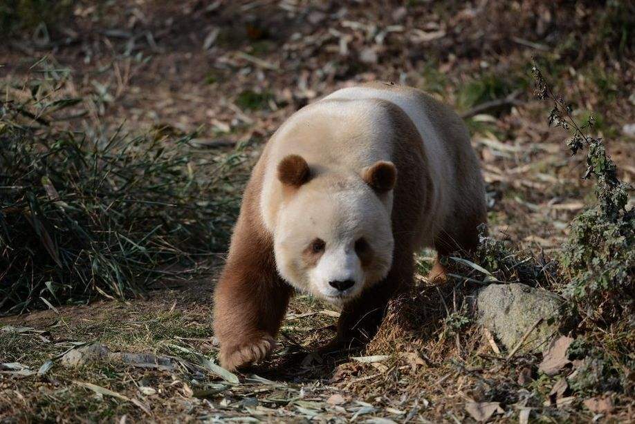 秦岭出现棕色熊猫,比普通大熊猫珍稀百倍,专家:可能属于基因突变