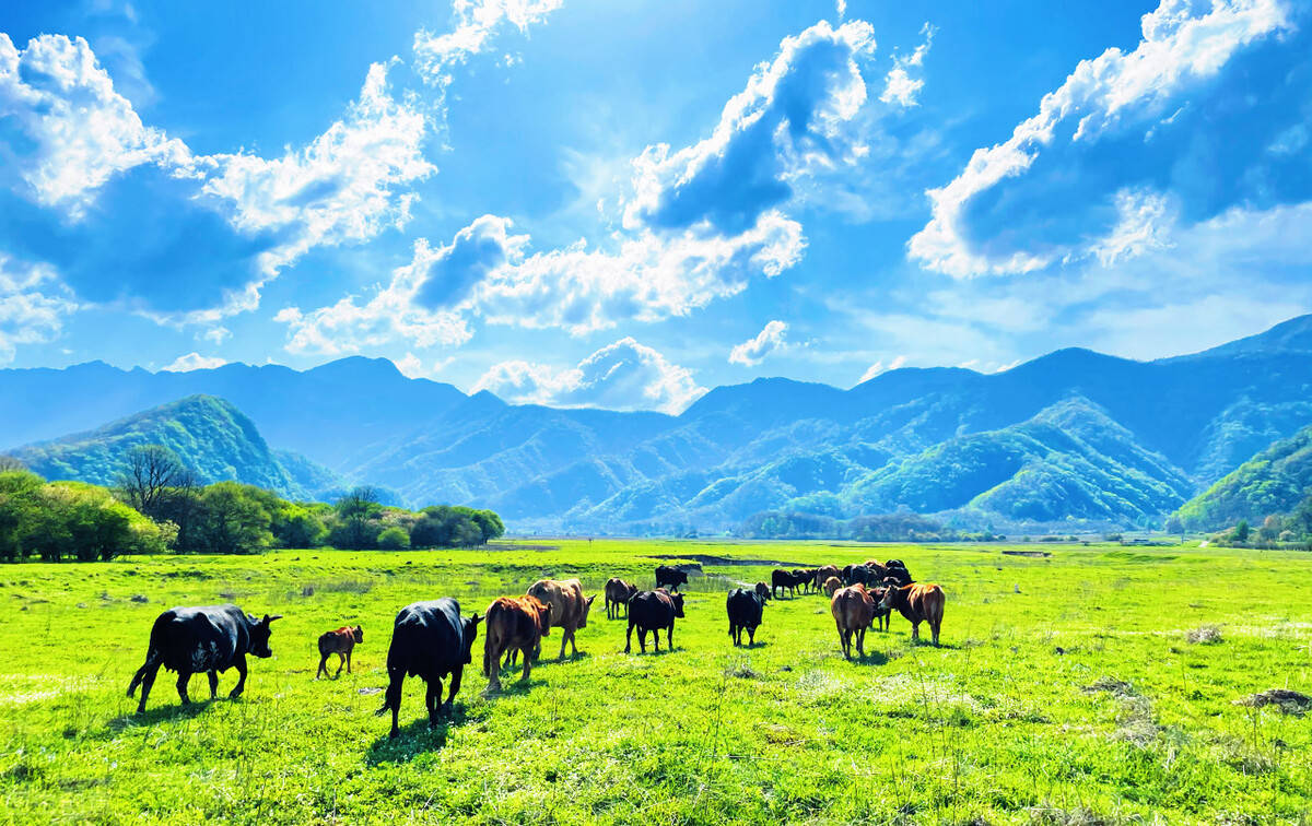 打造福利好,全方位,更加优惠的消费力度,相应国家对农畜牧业的号召,为