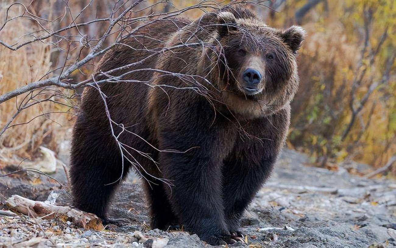 乌苏里棕熊谈恋爱太残酷:公熊先杀母熊孩子再逼迫着母熊成婚