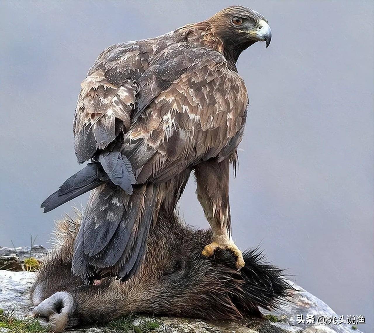 金雕捕食百斤野猪,拖行100多米,能用它治理"猪患"吗?