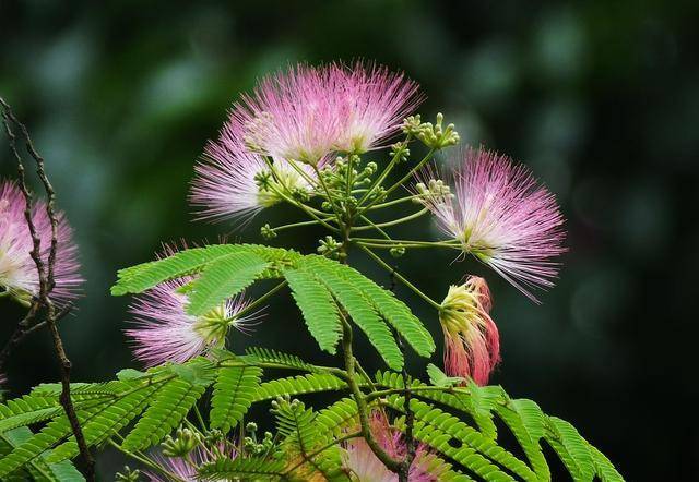 代表爱情的花（芍药花图片简笔画手绘） 第8张