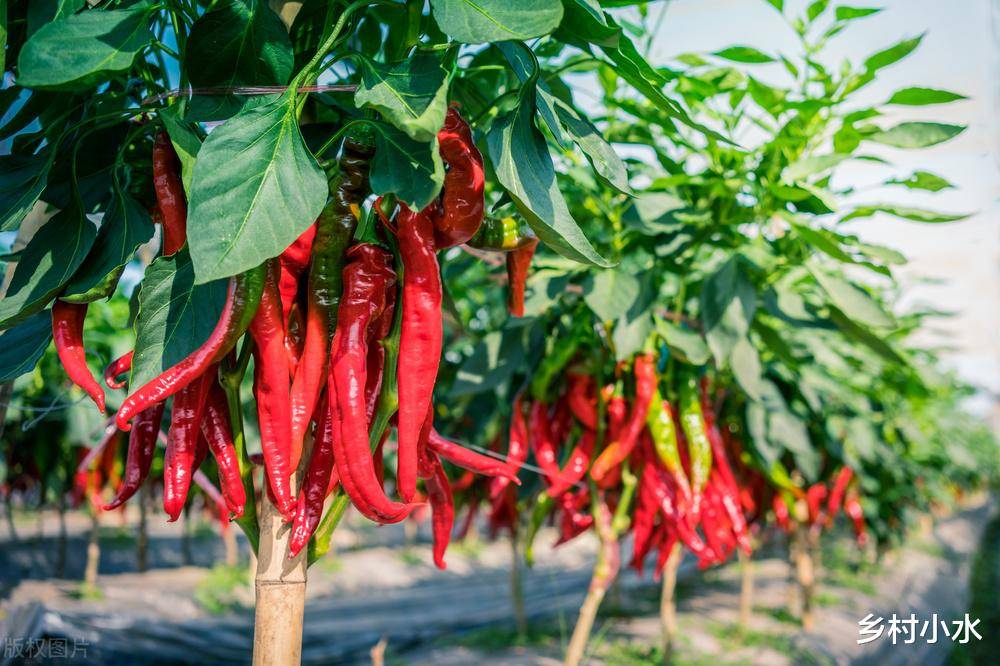 辣椒植株长势弱?