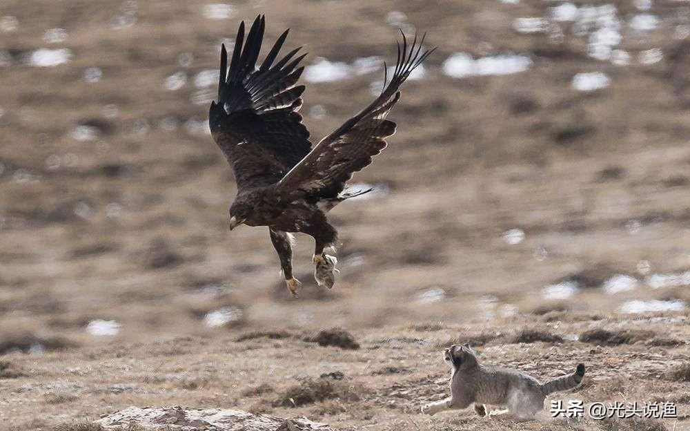 金雕捕食百斤野猪,拖行100多米,能用它治理"猪患"吗?