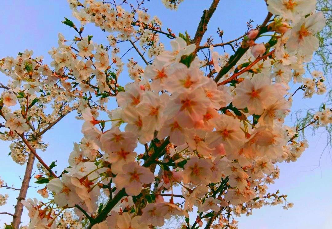 北京賞櫻花好去處,風景不比玉淵潭公園差,免費好玩知道的人不多_宋莊