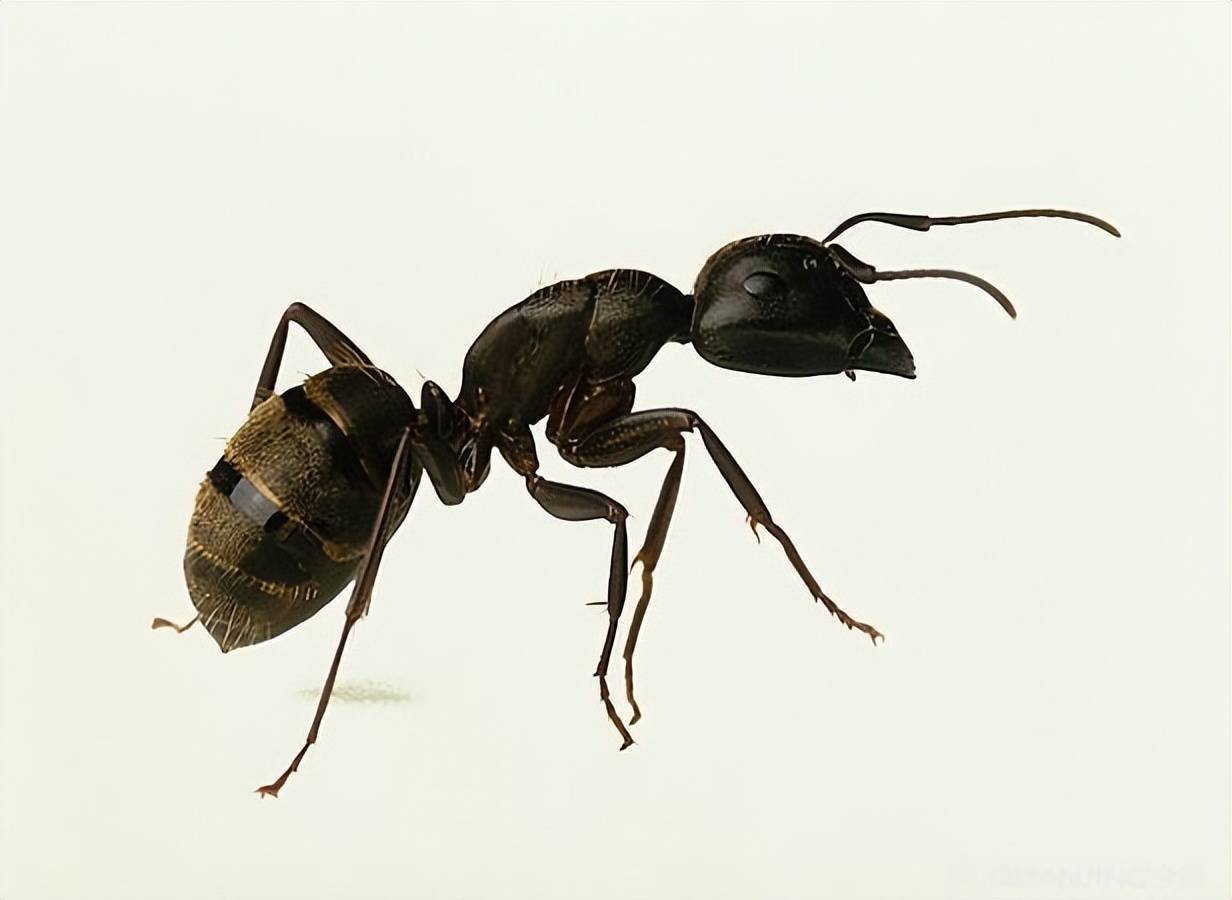 霸占蚂蚁的巢穴，伤害蚂蚁的族类，冒充蚂蚁的动物到底来头多大？_昆虫_瓢虫_腹部
