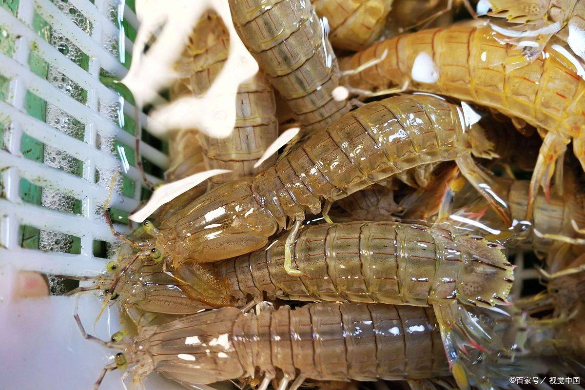 「威海運都」☆皮皮蝦_食用_養殖_種類