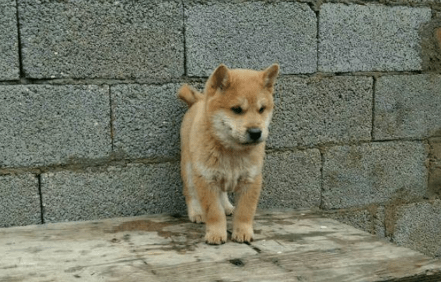 中国最好看的几种“土狗”！“四眼铁包金”，单挑野猪都不怂_狗狗_品种_黑狗