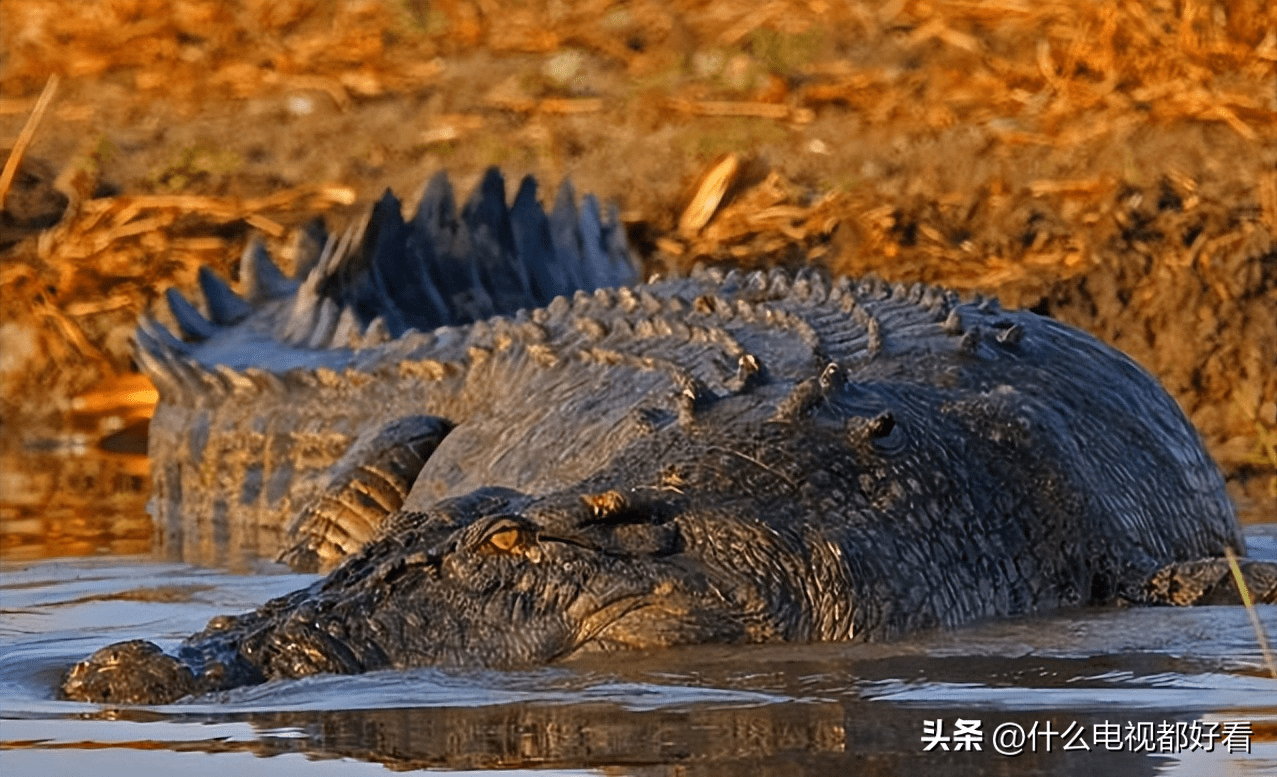 普及动物界:教你认识鳄鱼之王“湾鳄”(Saltwater crocodile)_全长_河口_海水