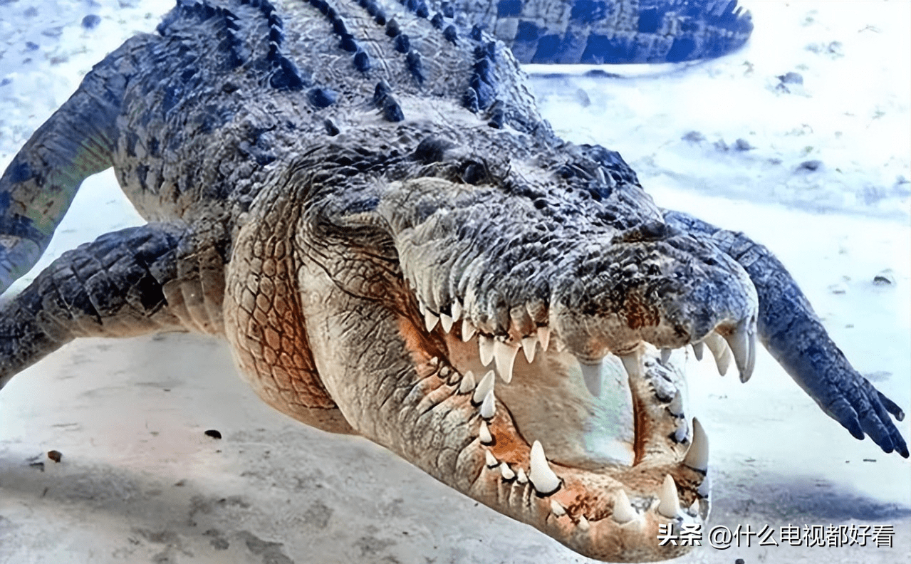 普及动物界:教你认识鳄鱼之王"湾鳄"(saltwater crocodile)_全长_河口