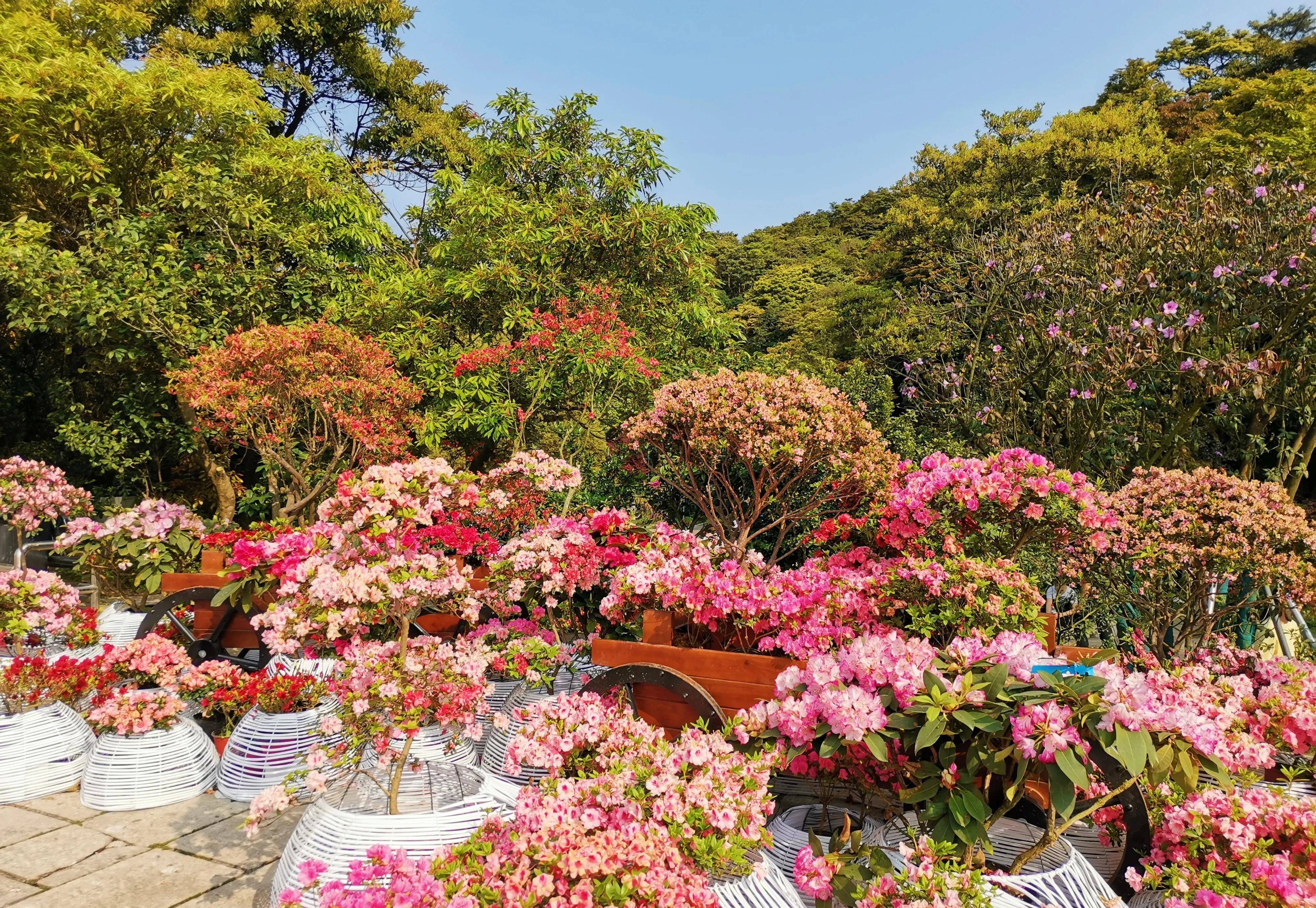 梧桐山看花图片