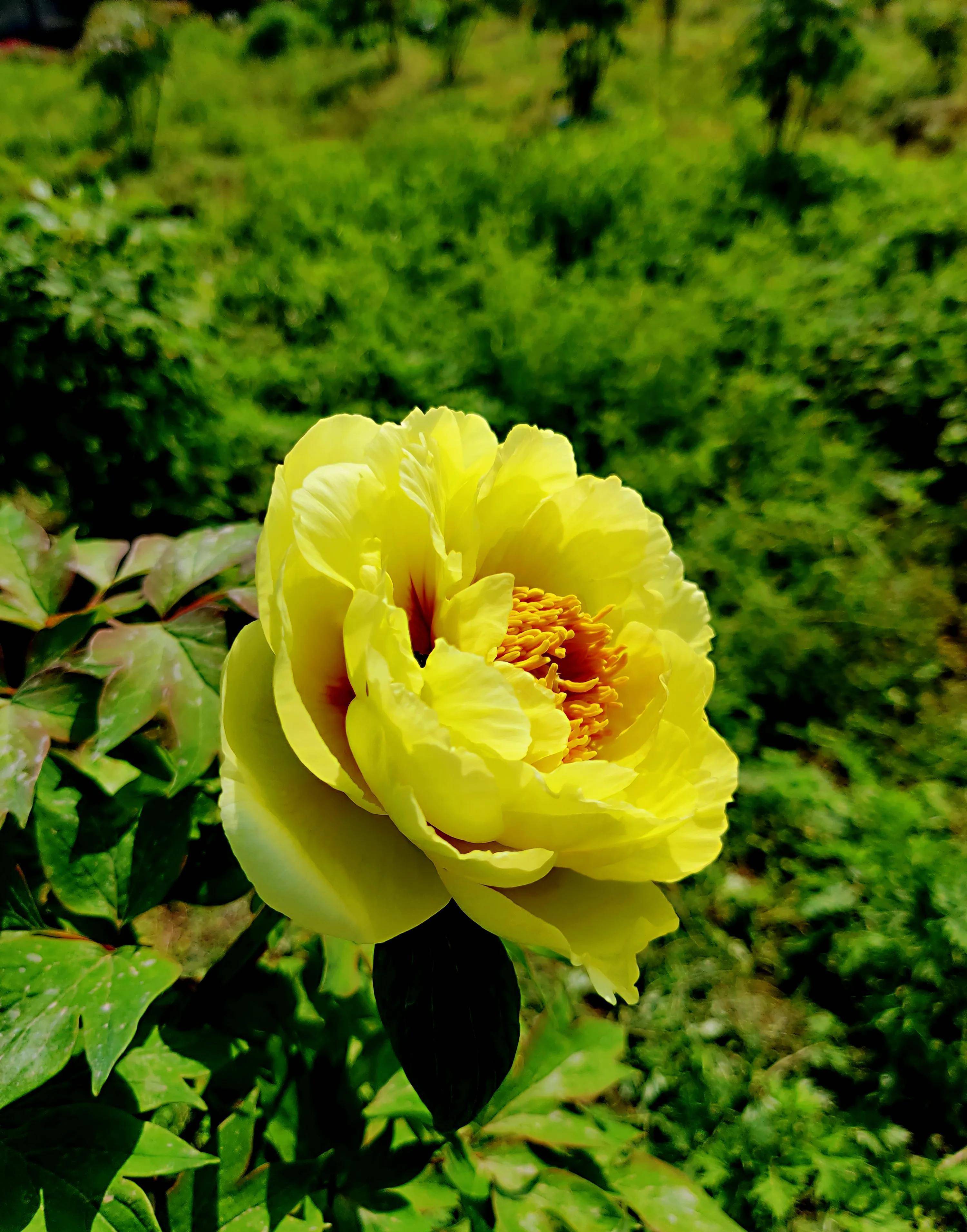 在彭州丹景山脚下,与百花之王牡丹来场蓄谋已久的遇见!