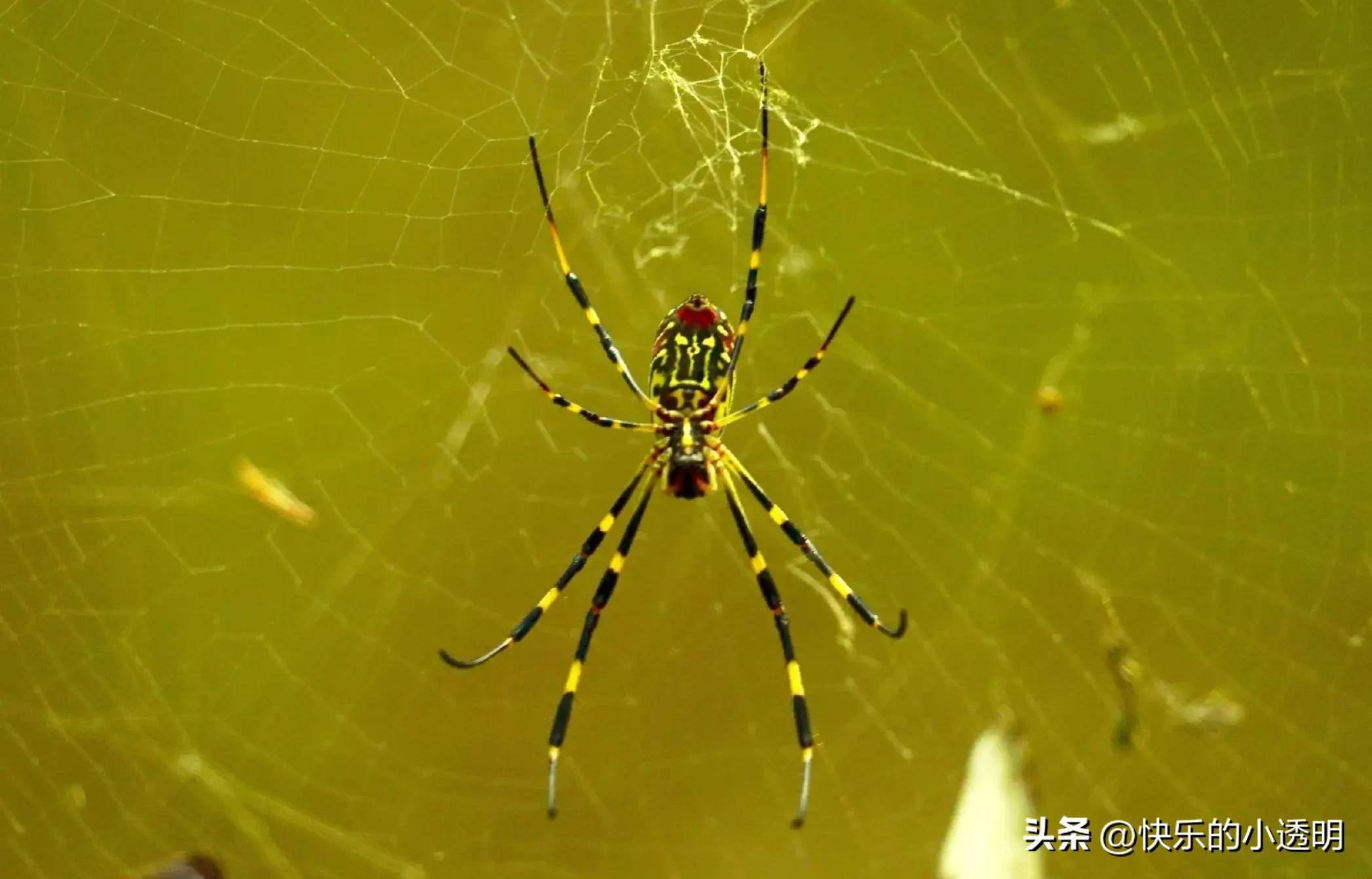 家里发现一只直径12CM的大蜘蛛，不知是否有毒？ - 家在深圳