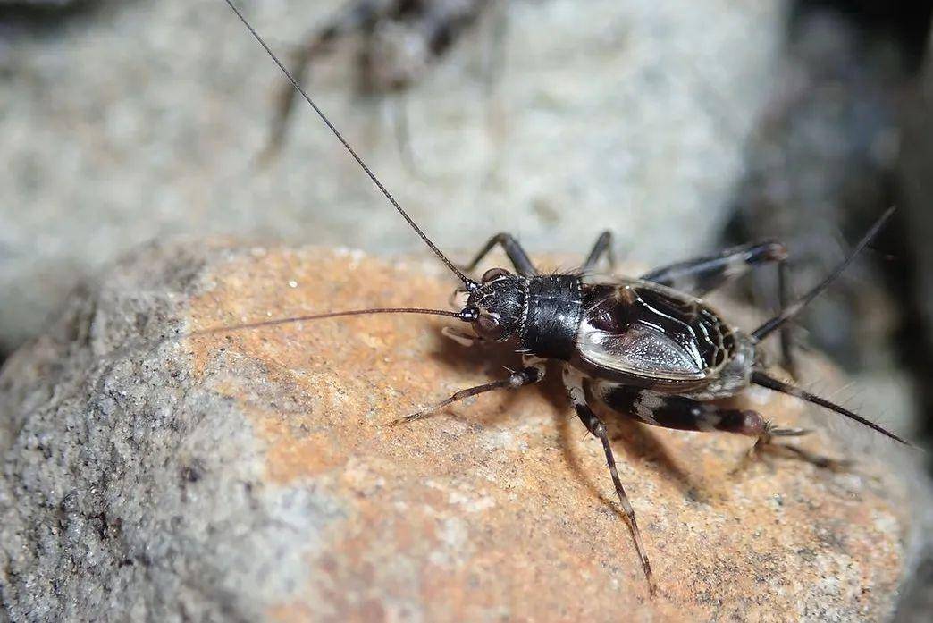 油葫芦_体长_黑褐色