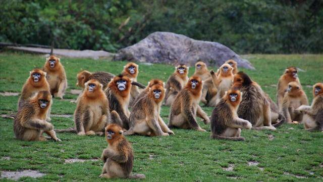 金丝猴喜欢群居,每群少则十余只,多则上百以至数百只.