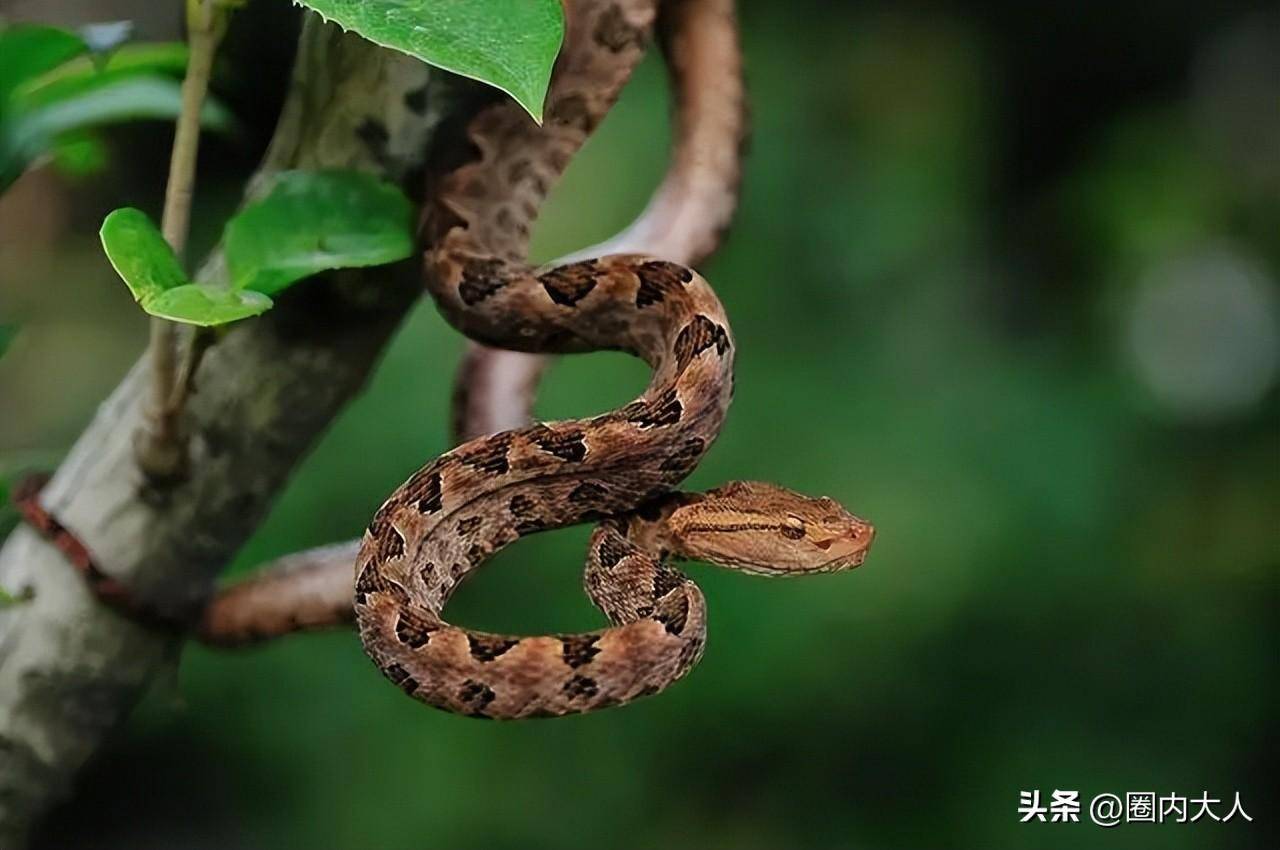 我国最毒的十大毒蛇排名,遇见千万要小心!_活动_蝮蛇_矛头