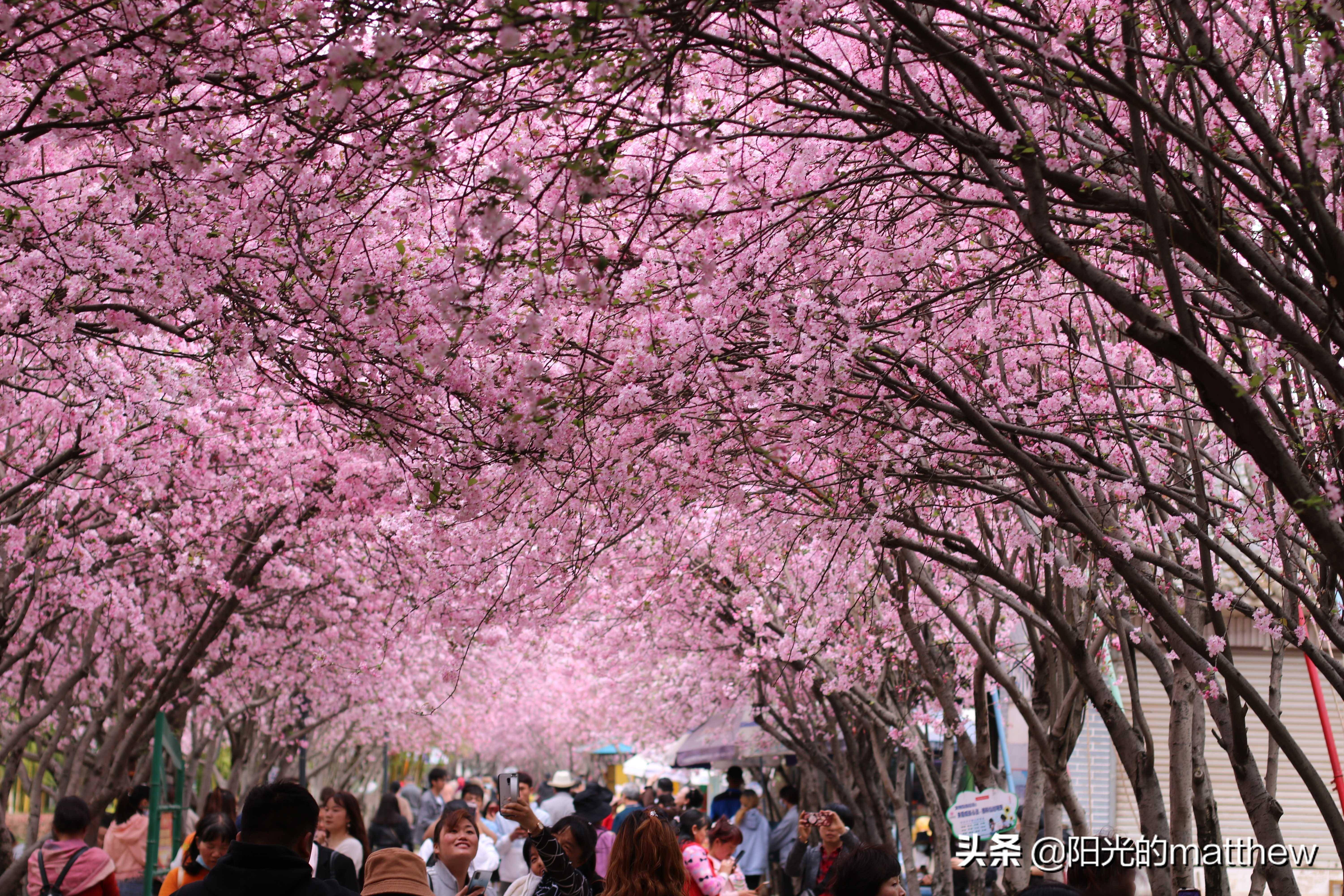 昆明花海景点图片图片