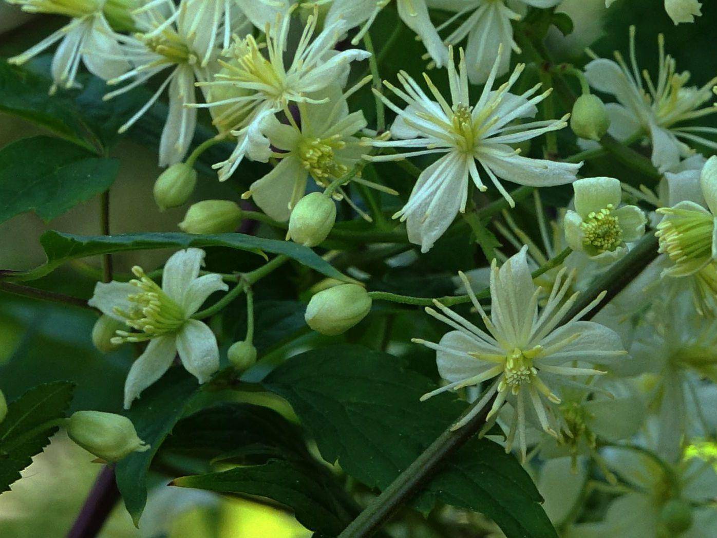 花木春秋38:短尾铁线莲 - 花像洁白的雪片,果像厚厚的雪团_植物_中国