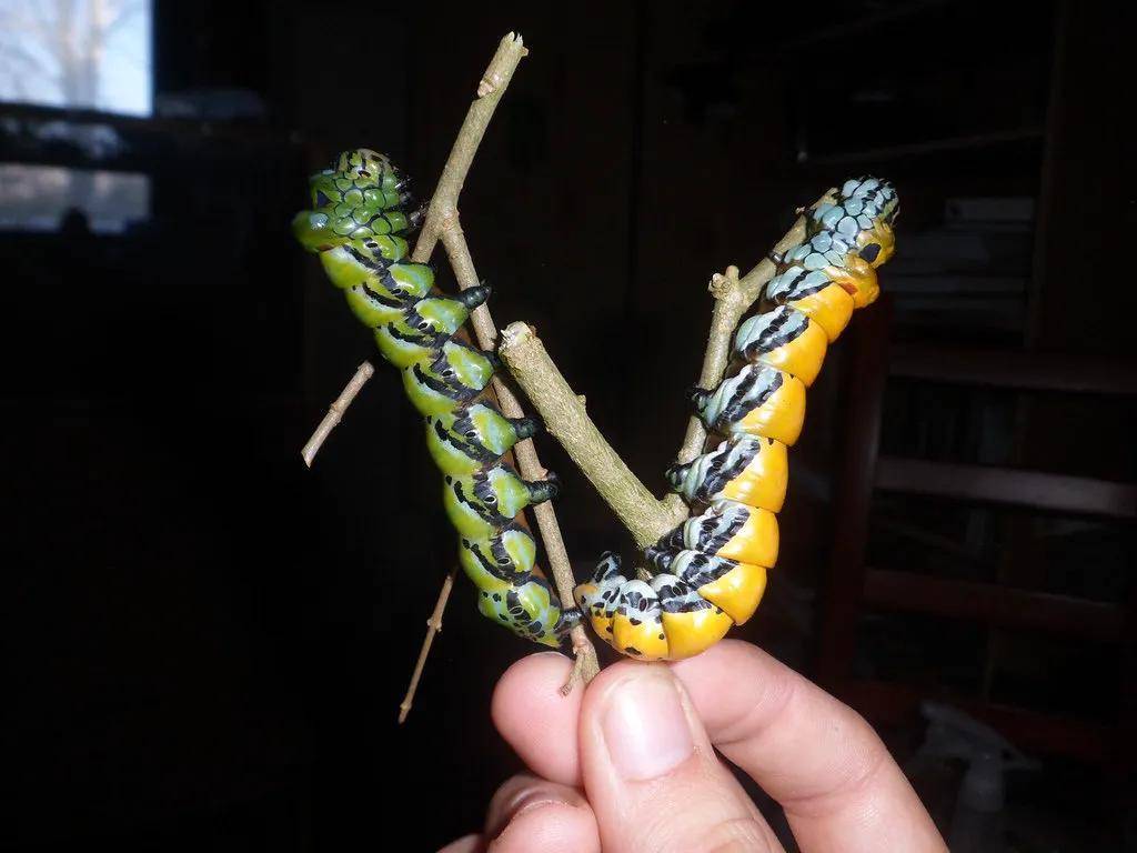 长着四根脏脏辫的鳞翅目幼虫(07i`)