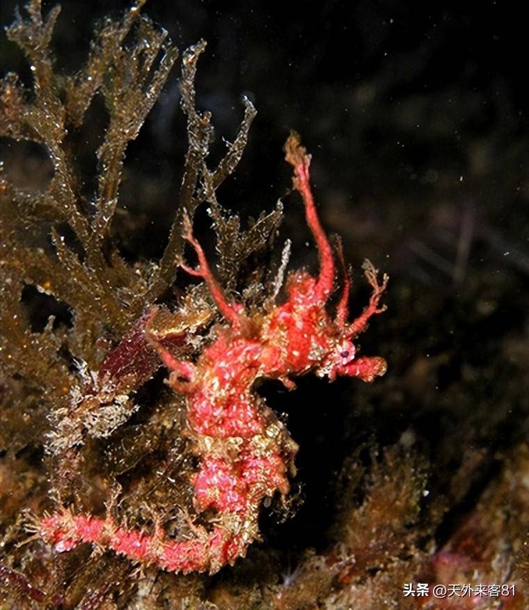 每日一动物:冠海马guān hǎi mǎ_繁殖_背鳍_游泳