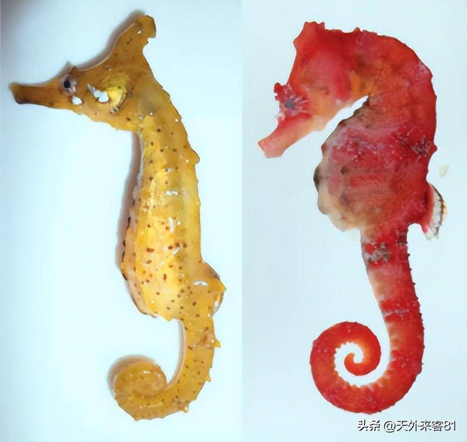 【動物簡介】:冠海馬(學名:hippocampus coronatus)是海龍科,海馬屬