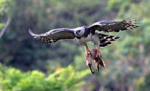 猿雕:拿猴子当主食,生气会炸毛,空中猛禽竟然仅剩不到500只_羽毛_老虎