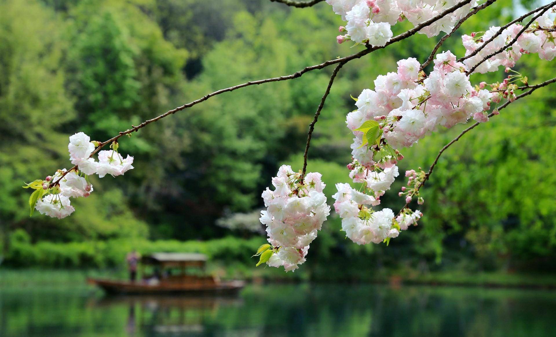西湖春天,这些地方非常适合踏青赏花,人少景美还免费_茅家埠_杭州