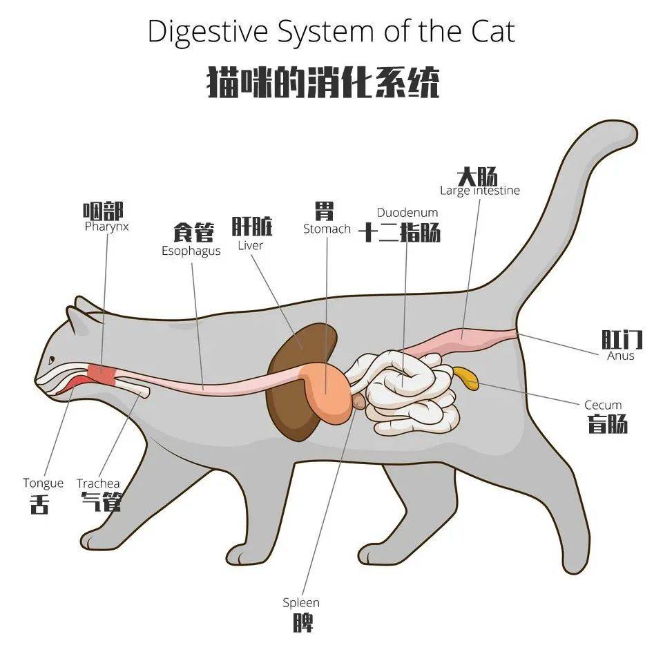 猫内脏位置分布全图图片