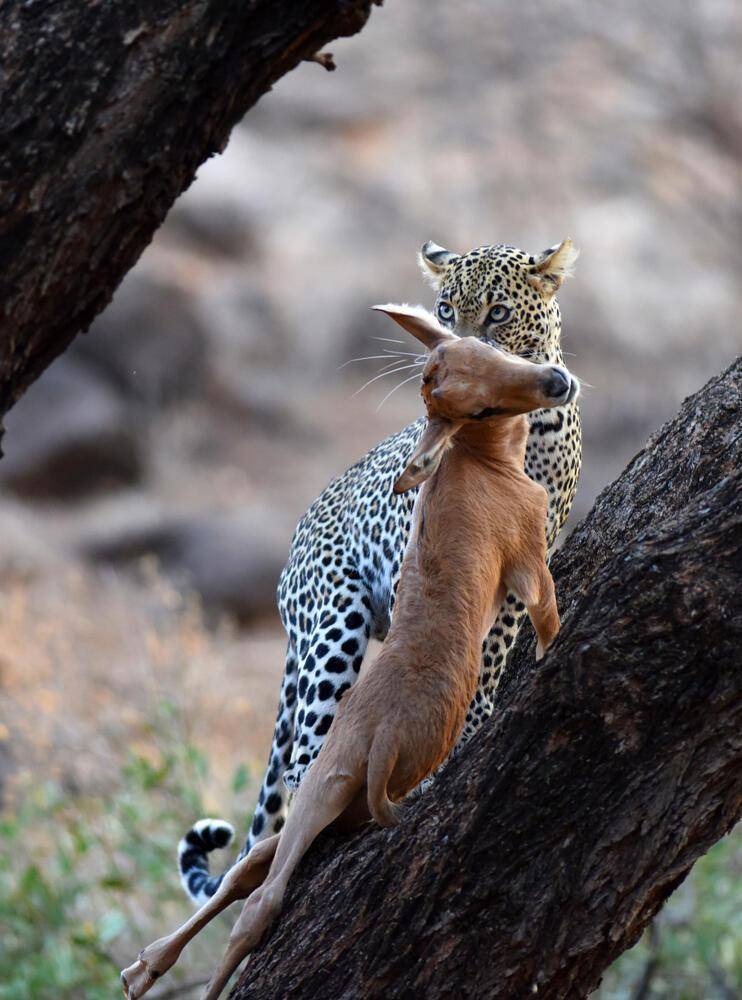 29张照片展现大自然的残忍_猎物_蜘蛛_鬣狗
