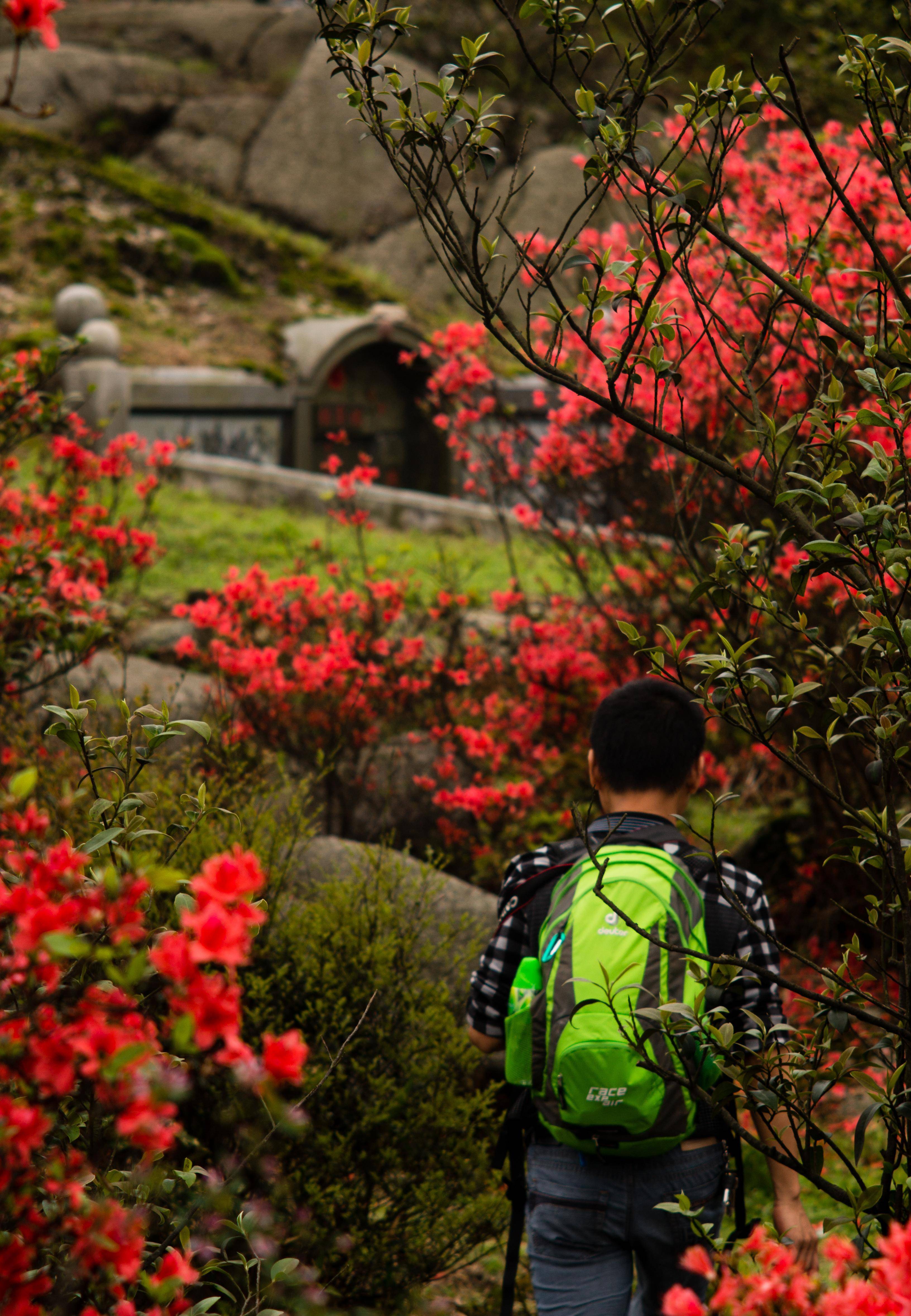 金子山的杜鹃花图片