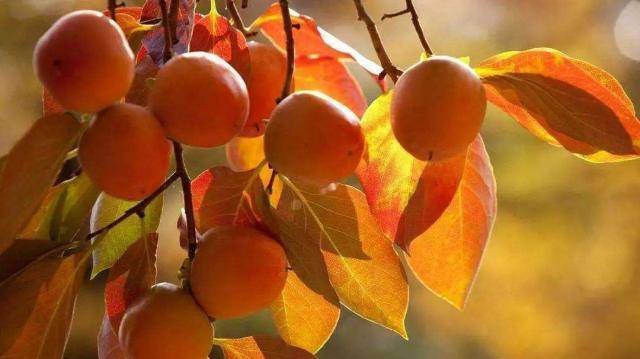 一花一世界,一叶一菩提——奇花异果柿子花,赏花旅游_加工_柿饼_栽培