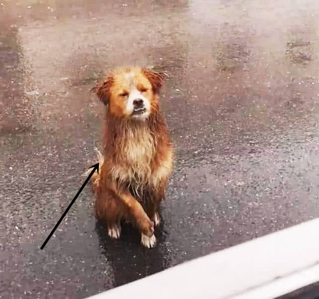 雨中的流浪狗,向人求助:好心人,我想有个家