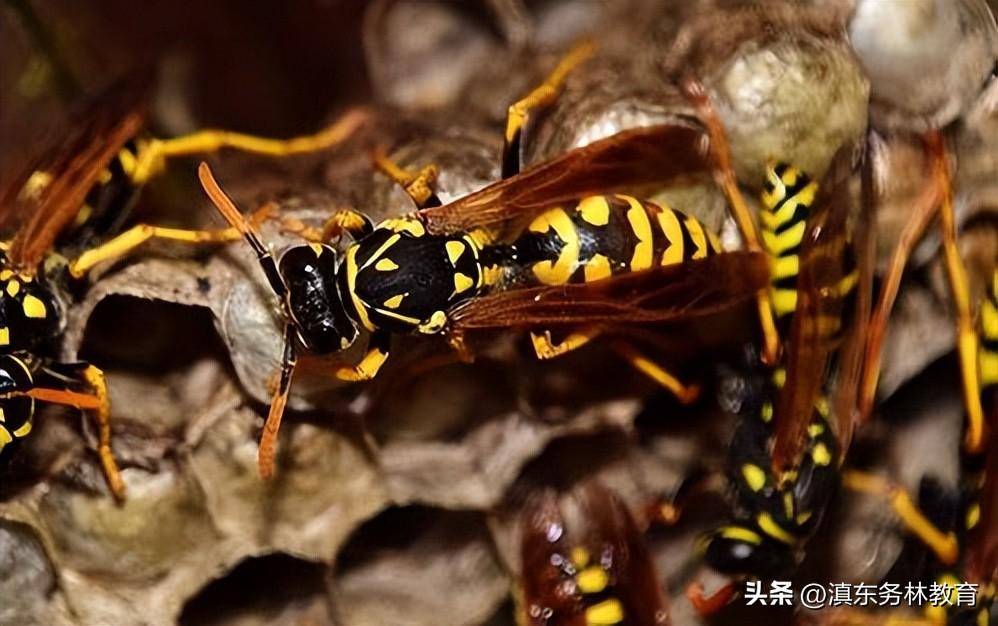 「科普」胡蜂的益處與害處_幼蟲_蜜蜂_頭部