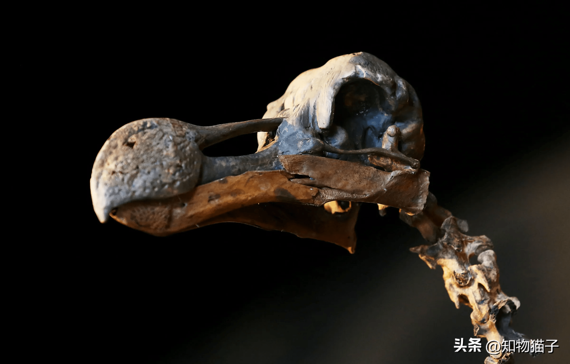 为什么要费心"复活"渡渡鸟,为过去的罪恶赎罪?