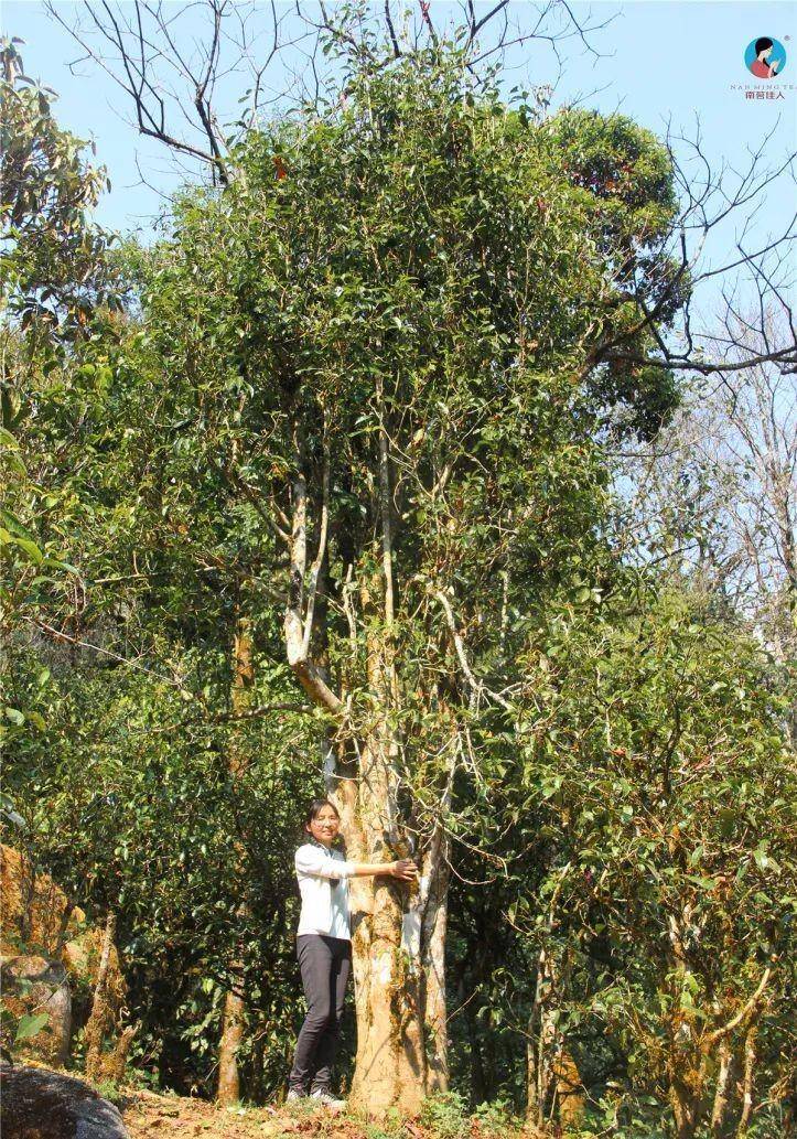 受追捧的古树滇红,不是每个人都适合喝!_建议_物质_价值