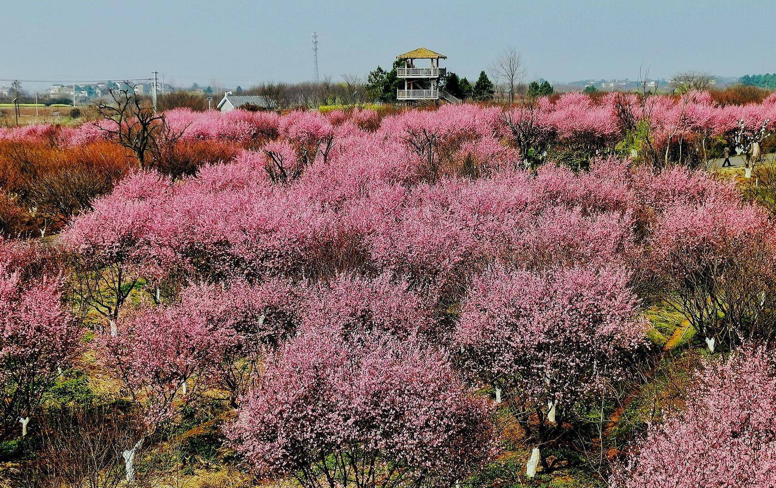 漫步在南京溧水秦淮梅园赏梅探梅,尽情感受梅园的诱人芳香_梅花_地方