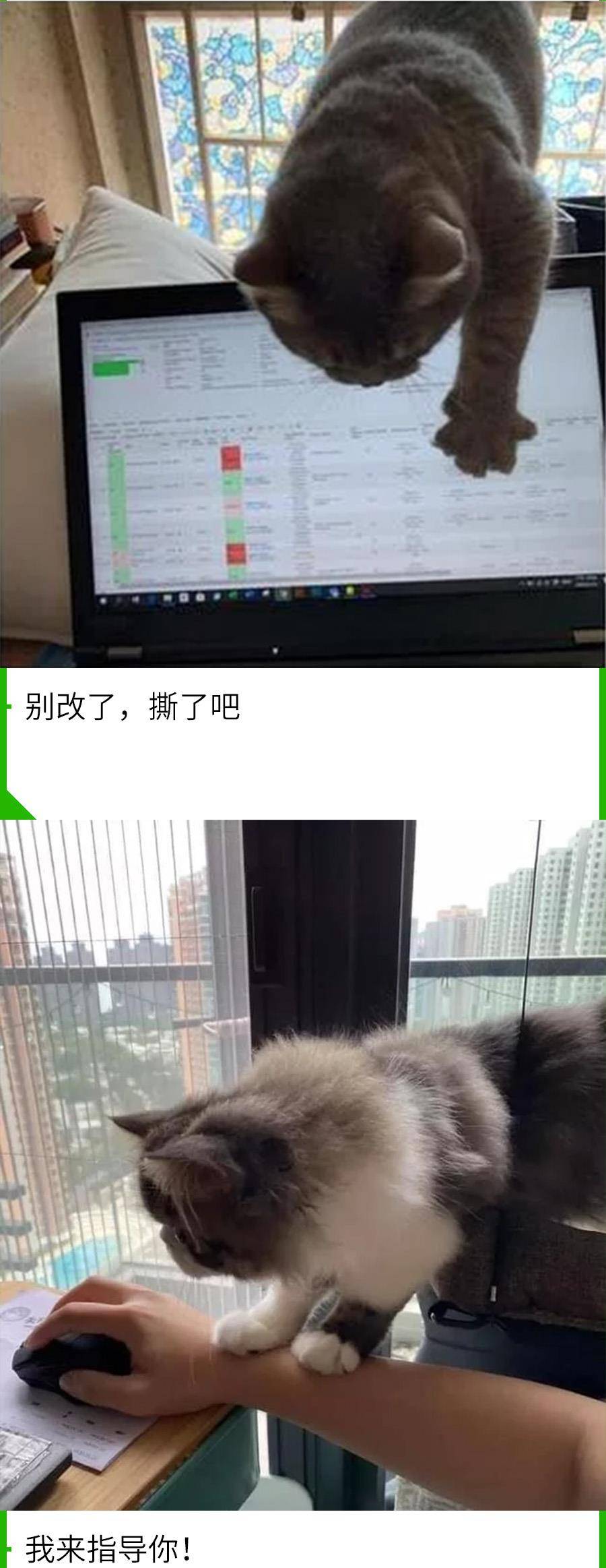 我的猫抢了我的工做！老板永久不晓得，在对面打发他的是人是猫？