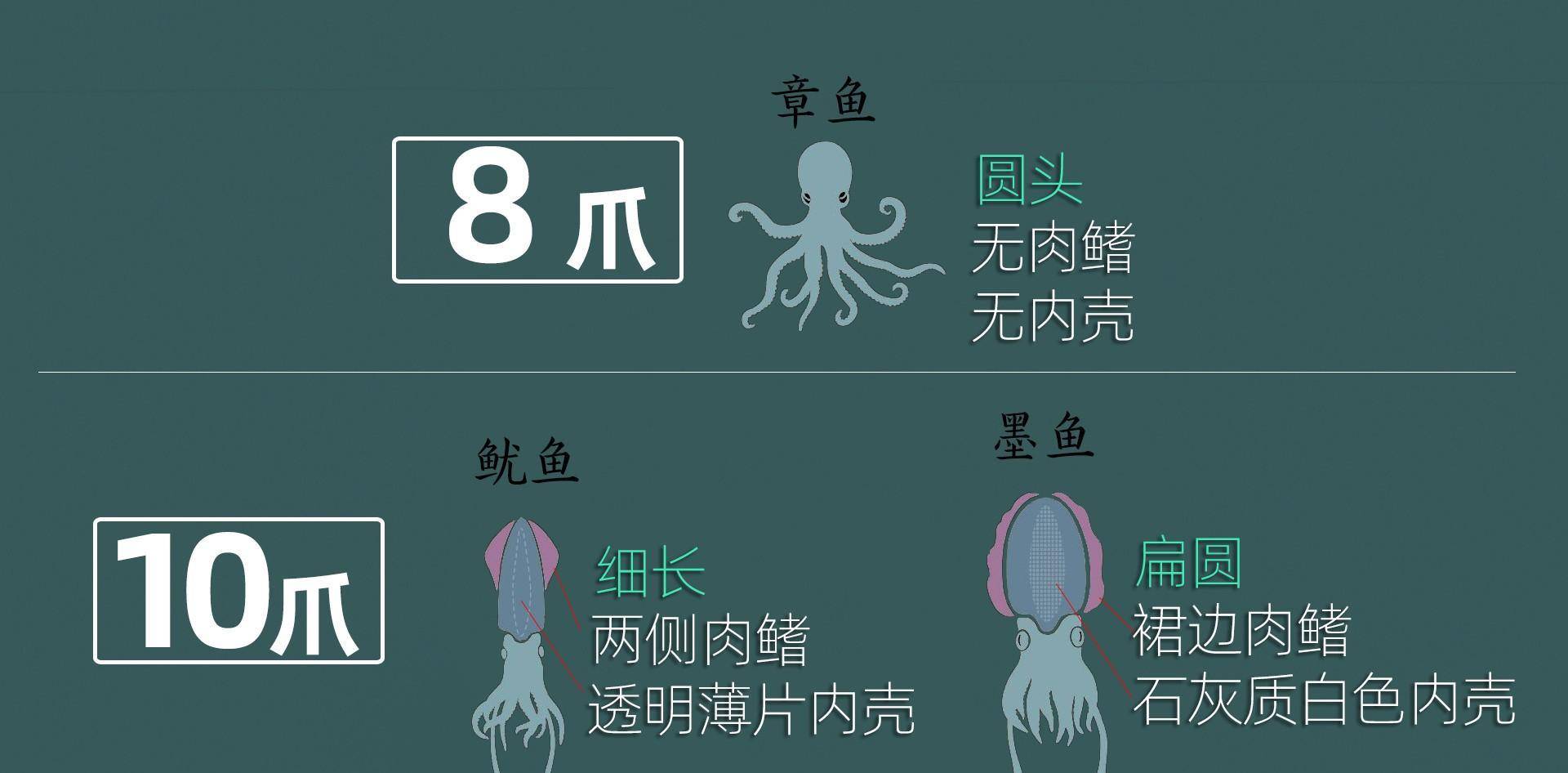 如何分辨章鱼,鱿鱼和墨鱼?数一下脚就行了?_身体_乌贼_爪子