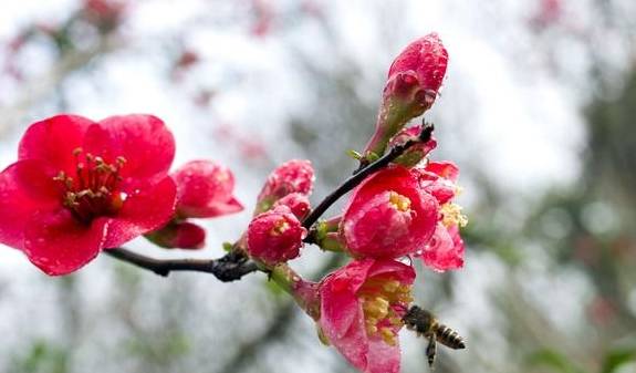 花的种植（绣球花的种植方法和技巧视频） 第9张