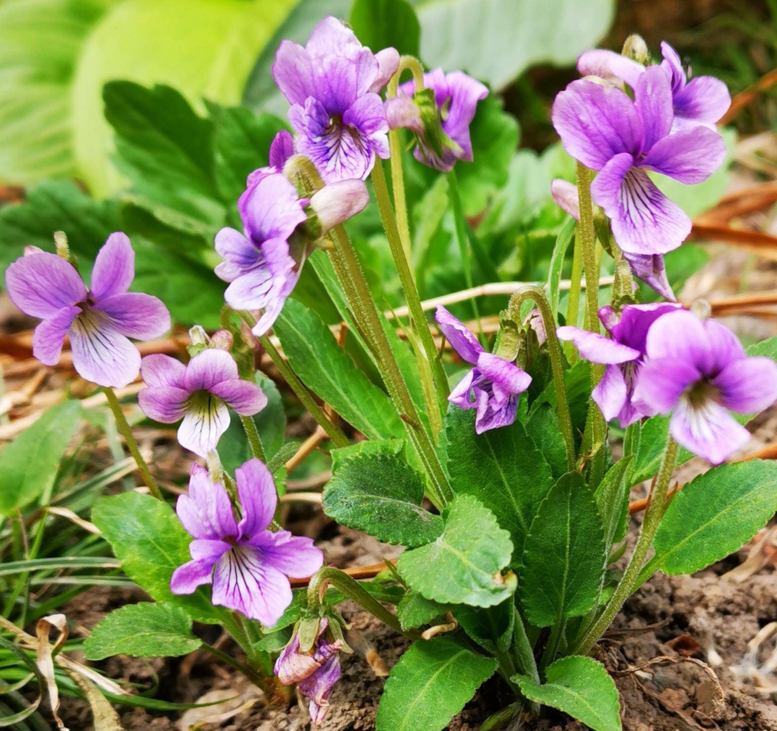 紫花地丁 长白山中早春第二开花的植物 而且可食可药可观赏_紫格_紫色