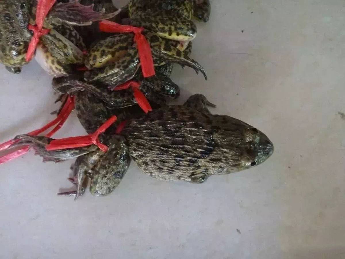 泰国蛙矿,从养殖到出口一条龙服务,田鸡虽好吃但也要注意安全_寄生虫
