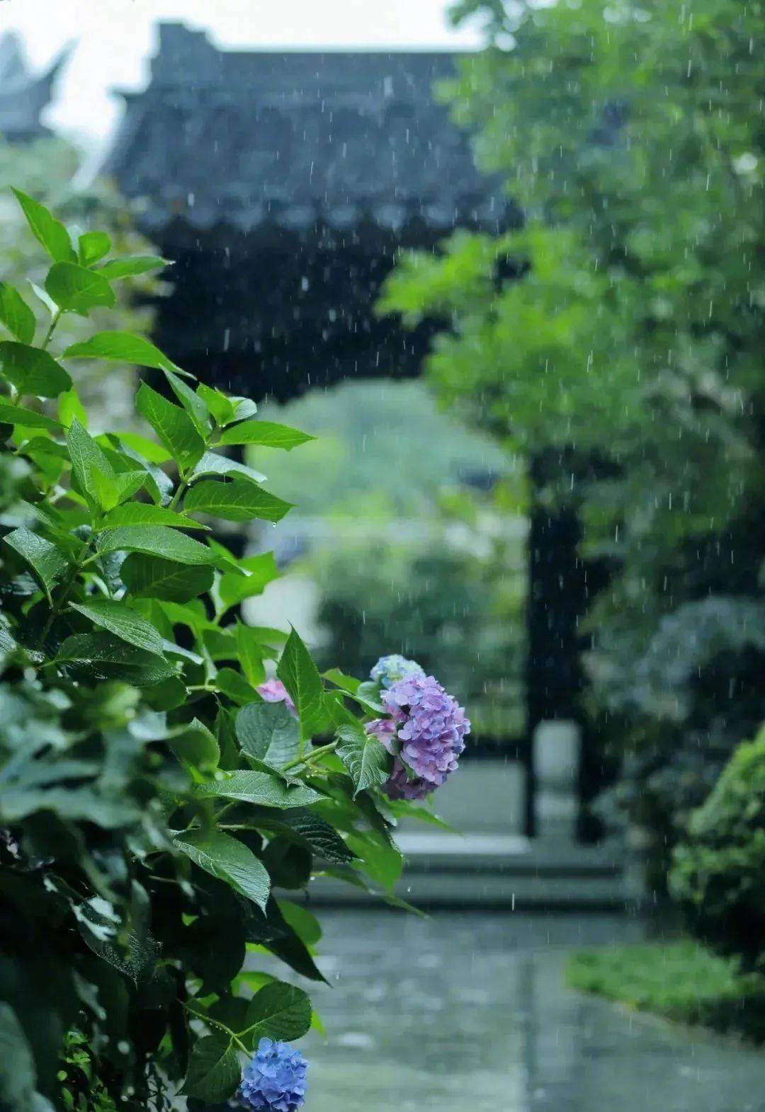 雨后图片图片