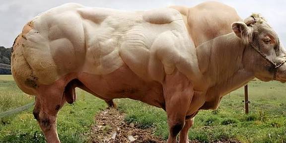 基因突变的巨牛,一天长3斤肌肉,风靡20个国家,你敢吃它的肉吗_比利时