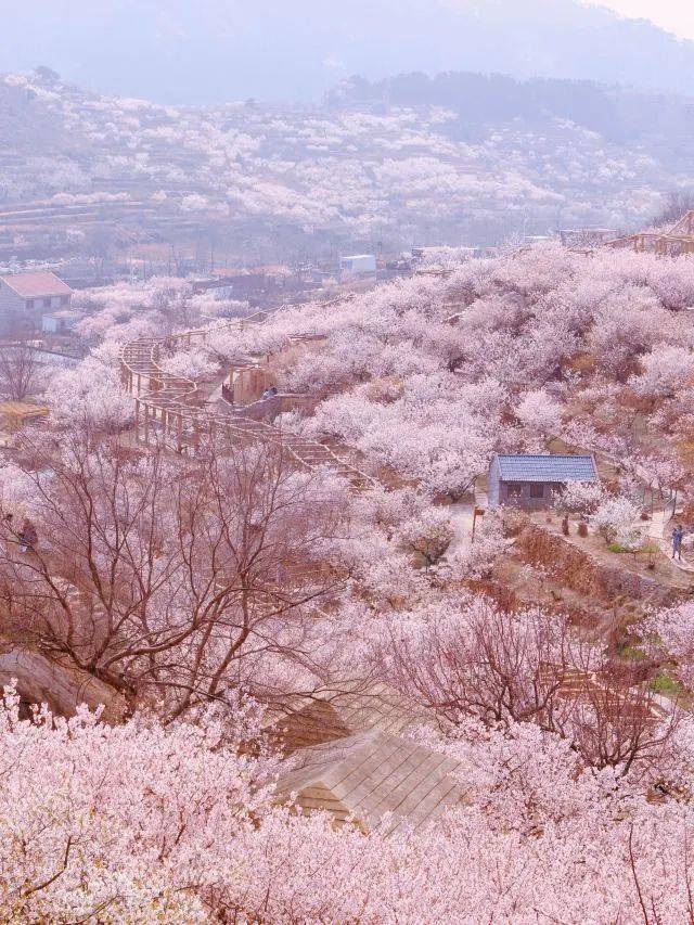 大崂樱桃谷有最壮观的樱桃花林,人多建议乘坐地铁11号线前往青岛的