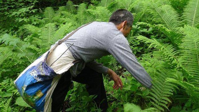 湖南大熊山發現奇特生物,似