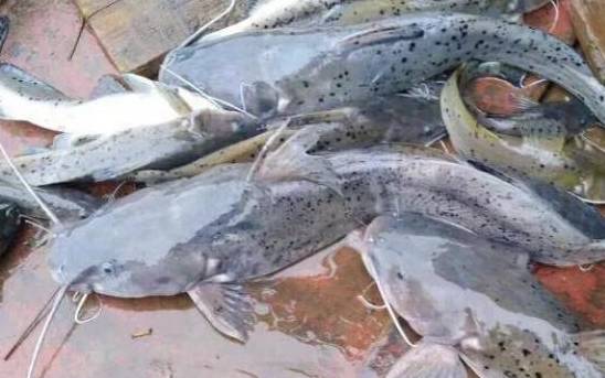 长得像鲶鱼,最大可长到30斤,曾是"淡水之王",如今成保护鱼类_芝麻