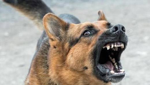 狗狗冲着没人的地方吠,不要慌,原因也许很简单_主人_压力_声音