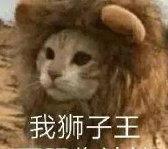 猫咪：我那该死的魅力~