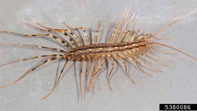 那些游走于地下室的多脚怪可不是什么害虫哦,它们是蟑螂美食家_蚰蜒