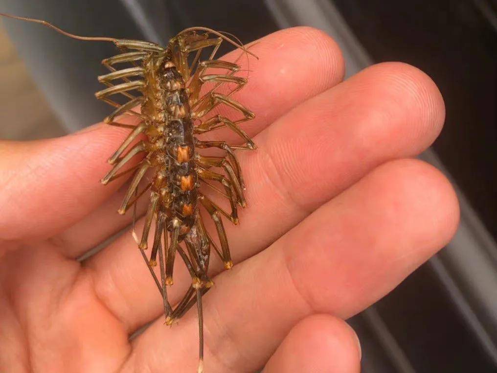 那些游走于地下室的多脚怪可不是什么害虫哦,它们是蟑螂美食家_蚰蜒