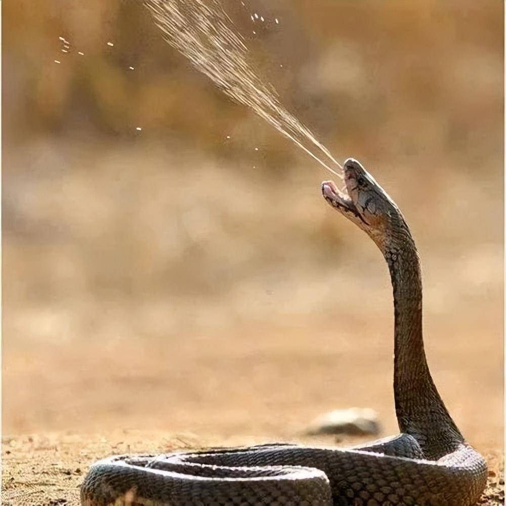 蜥蜴眼里的世界,是什么样的?_颜色_视力_人类